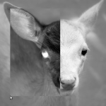 bambi_gray_drag_invert