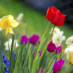 flower_color