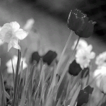 flower_gray